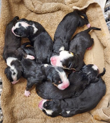 Greater Swiss Mountain Dogs | Litter 1 | Brush Creek Farm